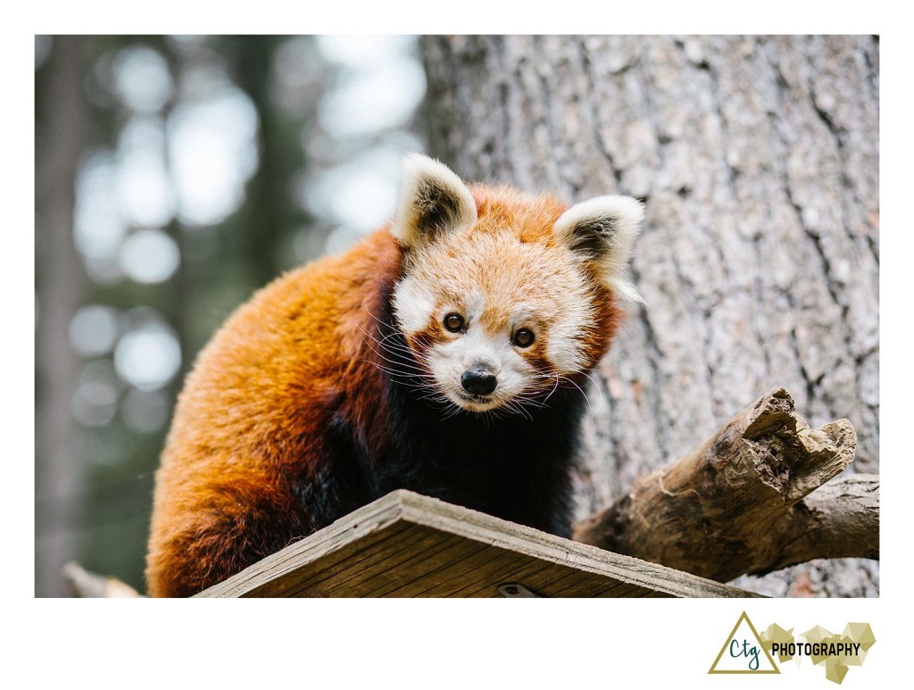 Oglebay Park Good Zoo Bachelorette Party_0010