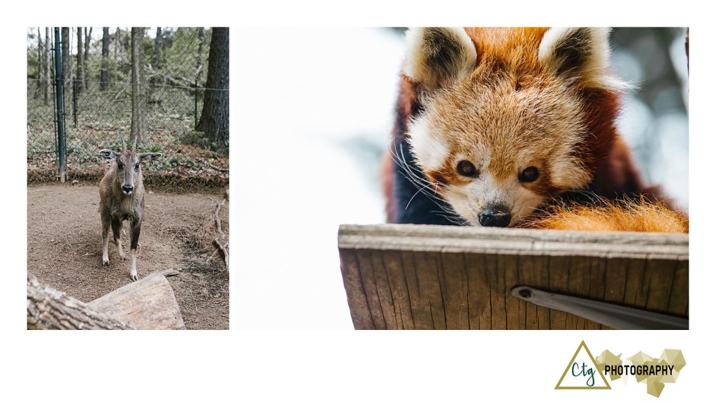 Oglebay Park Good Zoo Bachelorette Party_0012