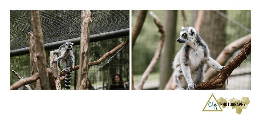 Oglebay Park Good Zoo Bachelorette Party_0019