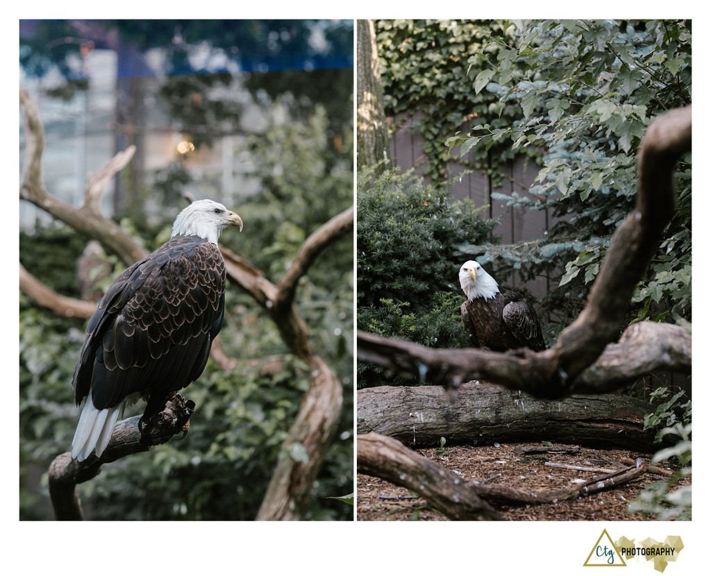 Pittsburgh Aviary wedding reception photos