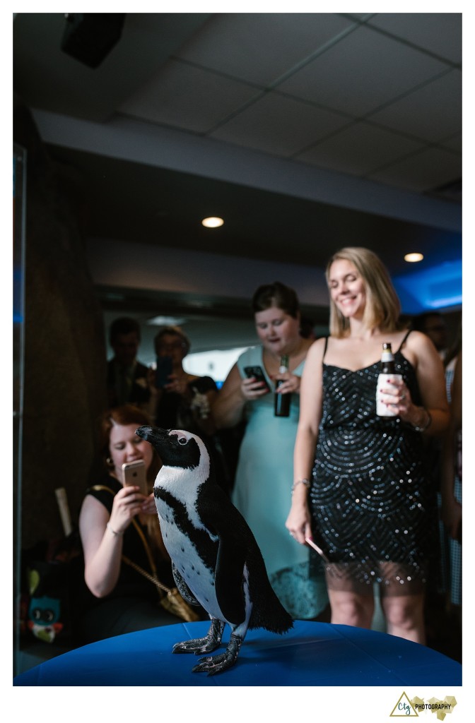 Pittsburgh Aviary wedding reception photos