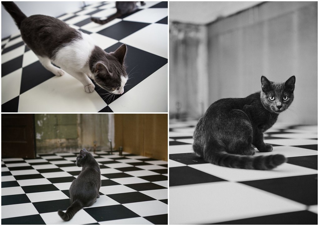 Home renovations_0005