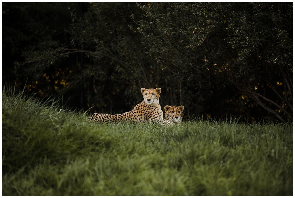 pittsburgh zoo wedding photos