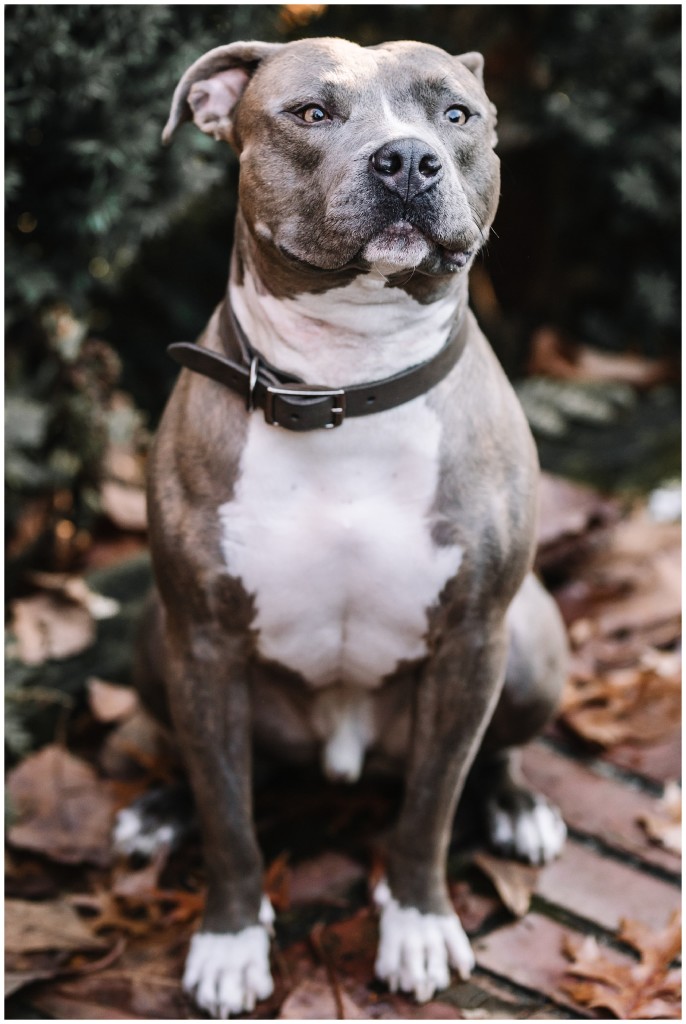 mellon park engagement photos with dog