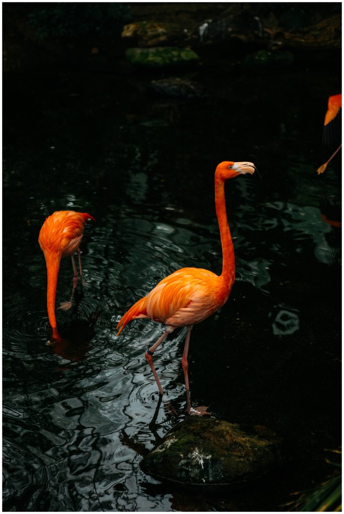 National Aviary wedding photos