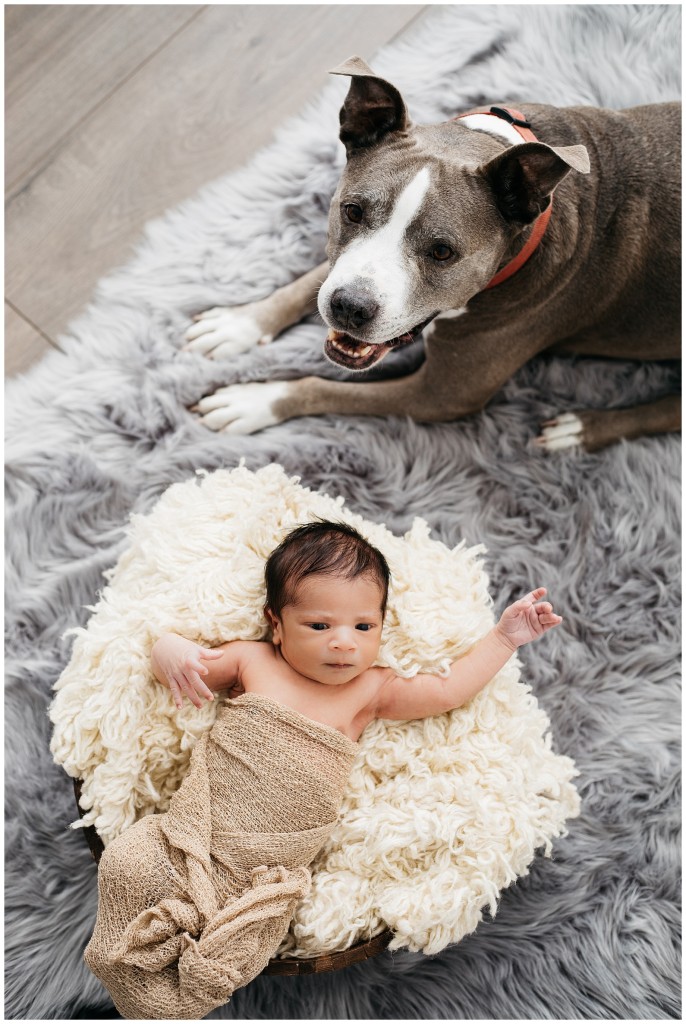 newborn posing with pit bull