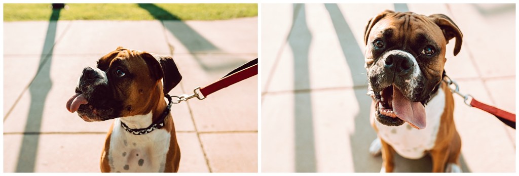 Fall Engagement Photos at Schenley Park