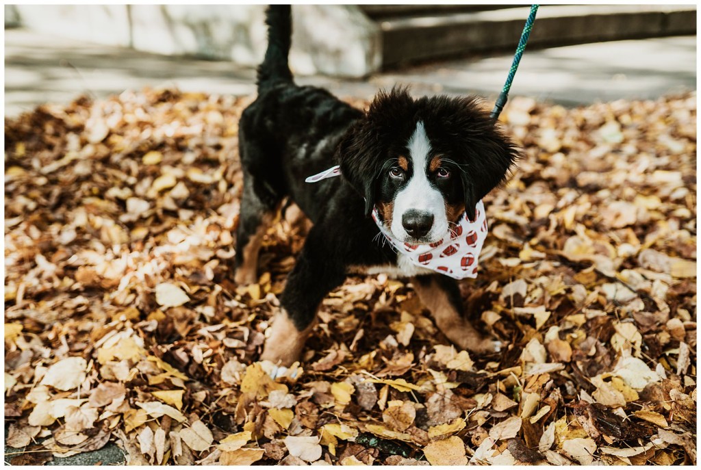 engagement photos downtown pgh