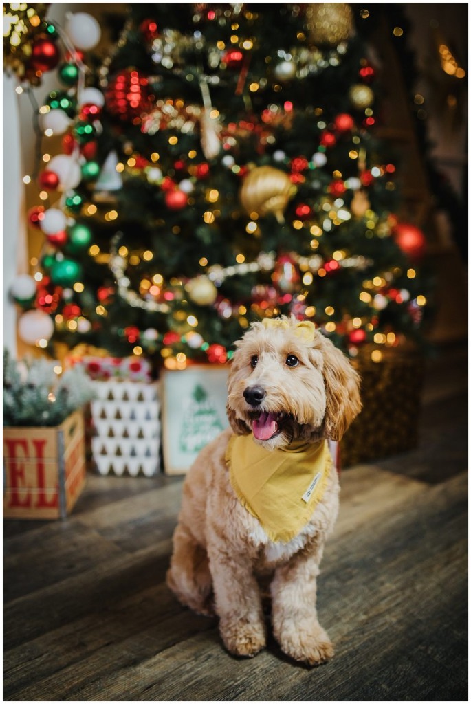 Pgh Christmas Mini Session Photographer_0015